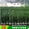 基地直銷美國曼地亞紅豆杉杯苗/容器苗/盆栽苗高成活率帶土發貨