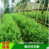 四川金花茶價格@四川金花茶批發@四川金花茶種植基地