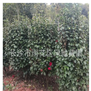 冬春開花的四季常綠木本花卉茶花柱適合庭院種植