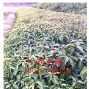 貴州省綠化苗木喬木香樟樹小苗樹形美觀規格根系發達容易成活