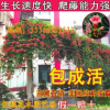 美國凌霄樹苗基地直銷 攀援花卉 庭院別墅綠化 藤本凌霄 爬藤植物