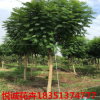 藍花楹苗木批發 12公分藍花楹出售 綠化園林苗木