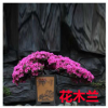 四季杜鵑 帶花美觀 陽臺鮮活綠植物