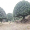 桂花
