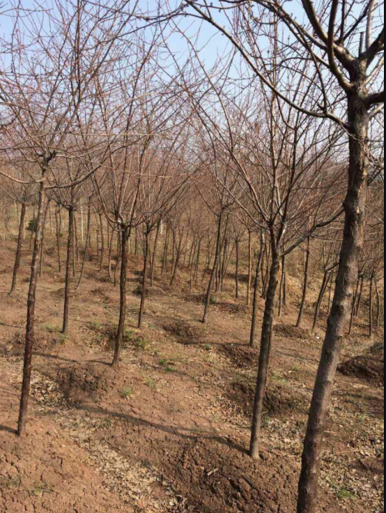 東北密枝紅葉李