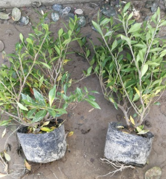 基地直銷 綠化工程梔子花 小葉梔子蕭山