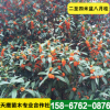 低價銷處理二至四米盆八月桂 綠化樹桂花樹 土地到期 便宜出售