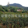 桂花苗直銷 2年樹苗 保證品種 桂花小苗 四季常青桂花樹苗