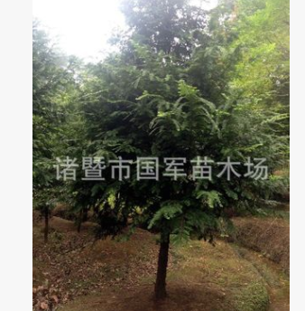 南方紅豆杉樹苗 10cm以上紅豆杉 喬木規格齊全 價格不同需要詳談