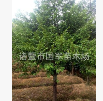 紅豆杉苗木 南方紅豆杉樹苗 9cm紅豆杉 喬木價格優惠 成活率高