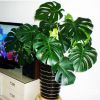 大型龜背竹 大葉 盆栽植物 水生 水培綠植室內(nèi)客廳吸甲醛凈化空氣