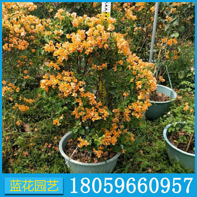加州黃三角梅盆栽 福建三角梅基地 園林庭院景觀工程供應