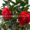 基地直銷 茶花苗 茶花樹(shù)苗 花卉 苗木 規(guī)格品種齊全 量大優(yōu)惠