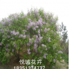 苗圃新品種現貨 各種規格丁香樹 量大優惠