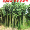 大量供應優質青銅 梧桐樹苗規格齊全 量大優惠