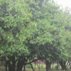 桂花