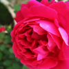 豐花月季