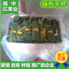 廠家批發 正宗紅心蜜柚嫁接苗穗 三紅柚子苗遂紅心蜜柚穗