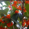 狀元紅花丹桂