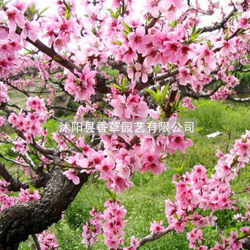 家有桃花樹 觀賞桃花樹苗 農家樂 景區(qū) 路道 公園種植桃花樹苗