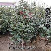 耐凍茶花苗 茶花樹苗 移植苗 容易栽活 庭院 花壇 花園種植
