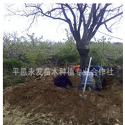 20公分30公分40公分大規(guī)格柿子樹