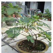 盆栽無花果優質 無花樹基地種植 無花果樹
