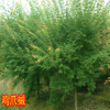 雞爪槭漆苗槭樹青楓小苗盆栽庭院種植苗圃直銷槭樹雞爪楓紅楓