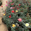 紅大花月季36品種-豐花月季38品種