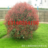 紅葉石楠球，紅葉石楠柱，紅葉石楠樁綠化工程 風景樹 行道樹