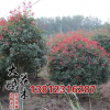 供應紅葉石楠綠化苗木 紅葉石楠球 基地紅葉石楠 工程綠化色塊苗
