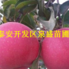蘋果樹苗 嫁接蘋果苗