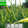 黃花菜種苗