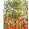 19公分銀杏樹