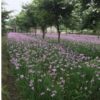 四川紫嬌花價格|紫嬌花|達榮園藝場
