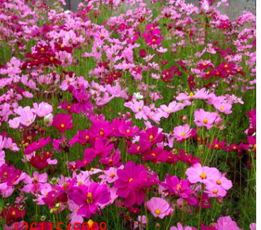 批發(fā)草花種籽多年生野花組合花子虞美人矢車菊花卉種籽四季開花