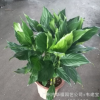 特價盆栽花卉批發、室內觀葉綠植廣東萬年青A300盆 10盆起