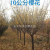 10公分櫻花供應詳情