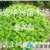 山東泰安供應10公分、12公分大葉女貞供應詳情