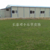 福建漳州福建馬尼拉 漳州馬尼拉草皮 馬尼拉綠化草 公園綠化草坪
