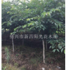 浙江寧波櫻花