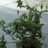 金銀花（多花忍?hào)|）