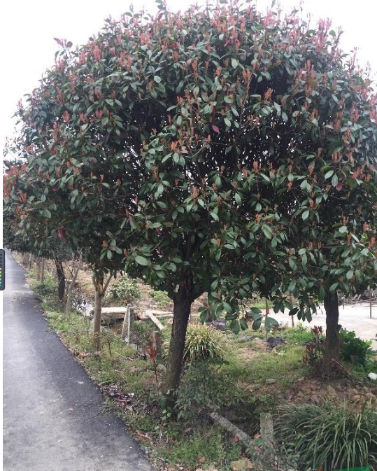 紅葉石楠樹及球