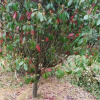 紅葉石楠球及樹