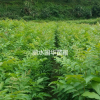 供應(yīng)青錢柳樹(shù)苗