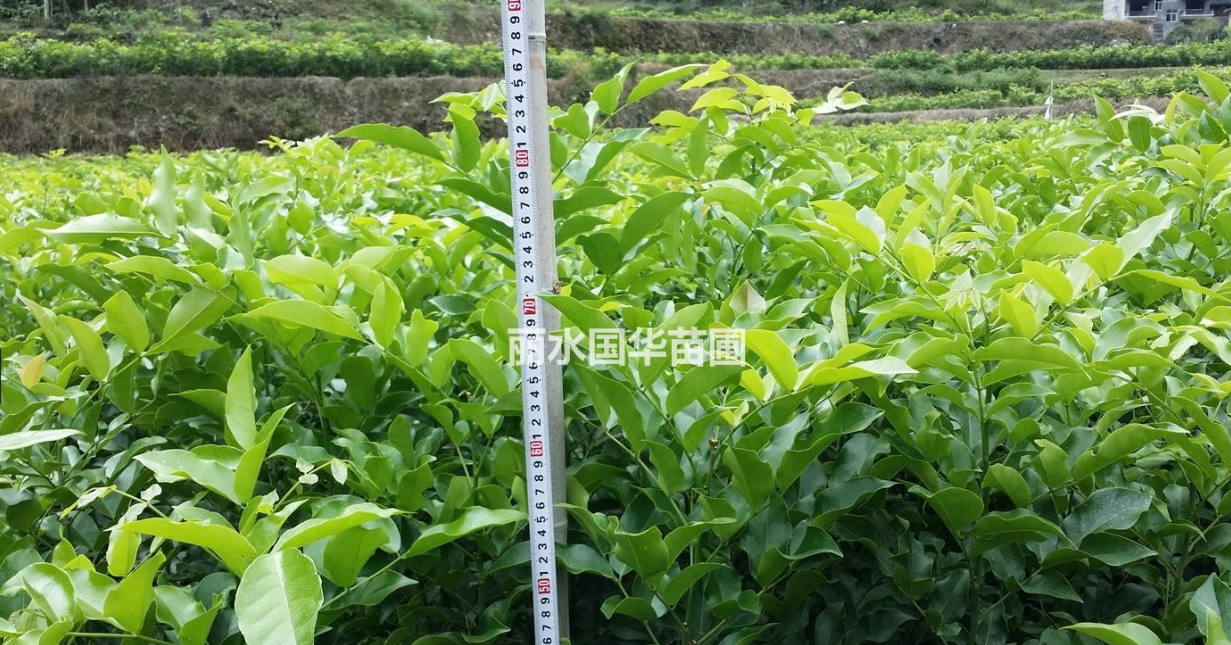 供應花梨木（鄂西紅豆樹）1--4年生苗
