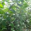 大量供應紅葉榆葉梅叢生 粉色雙瓣榆葉梅 園林綠化觀花榆葉梅批發