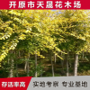 廠家供應園林綠化龍枝金葉榆 工程苗木金葉榆 濕地綠化金葉榆批發