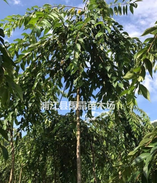 供應(yīng)高桿原生垂枝櫻花