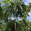 供應高桿原生垂枝櫻花